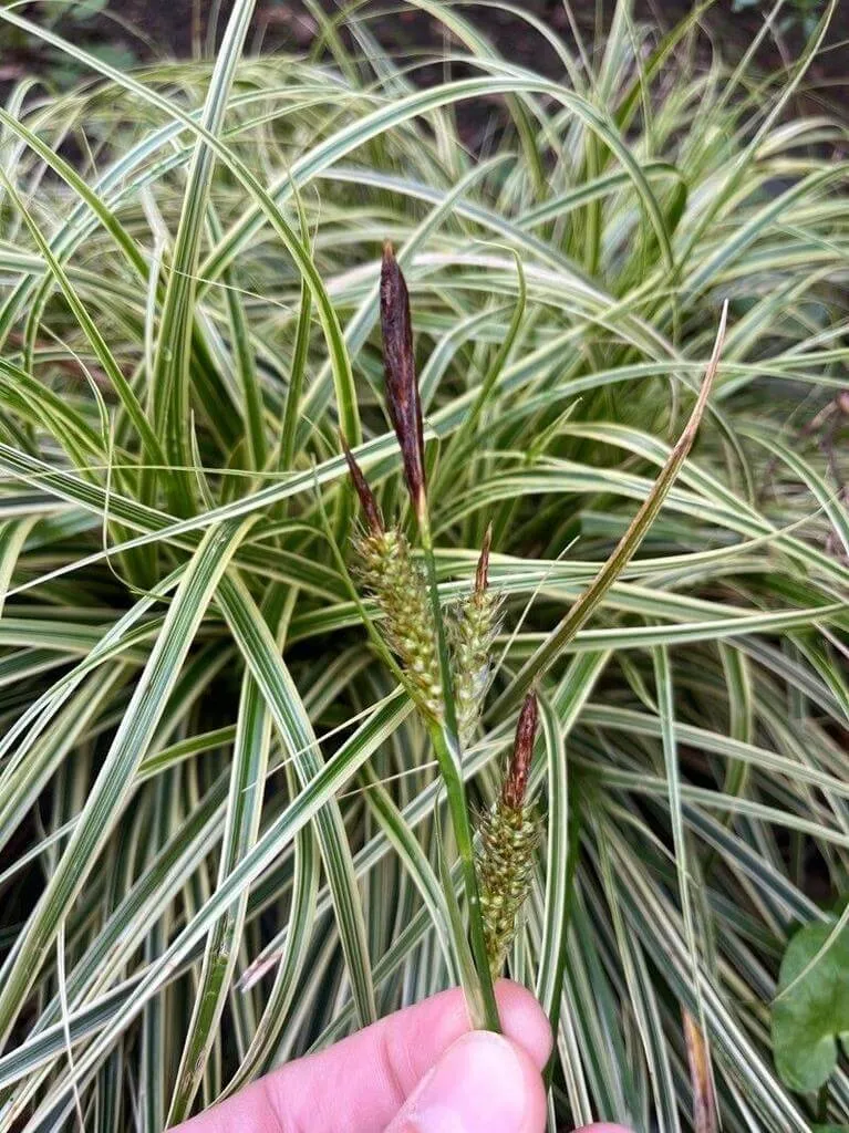 Ismerd meg a Japán sás (Carex morrowii) fajtáit, gondozását és teleltetését! Tudd meg hogyan kell öntözni és védekezni a kártevők ellen.