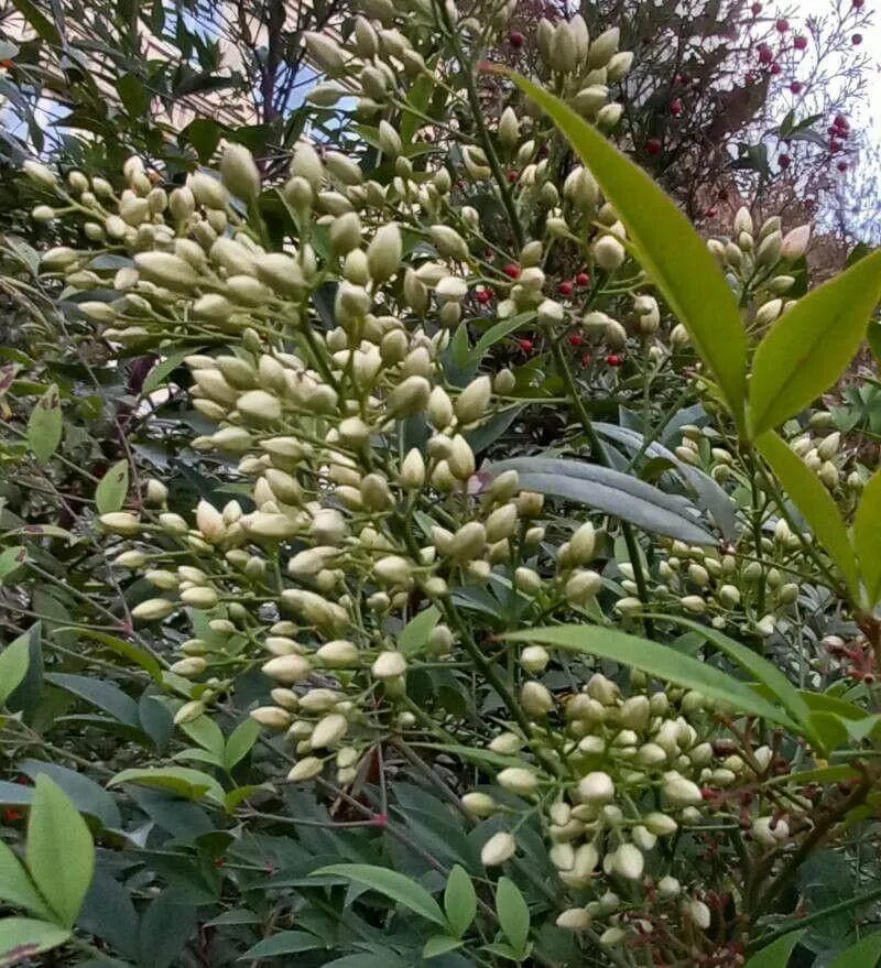 Ismerd meg a Japán szentfát (Nandina domestica)! Fedezd fel fajtáit (Firepower, Gulf Stream, Moonbay), gondozását, öntözési igényeit és kártevőkkel való védekezést.