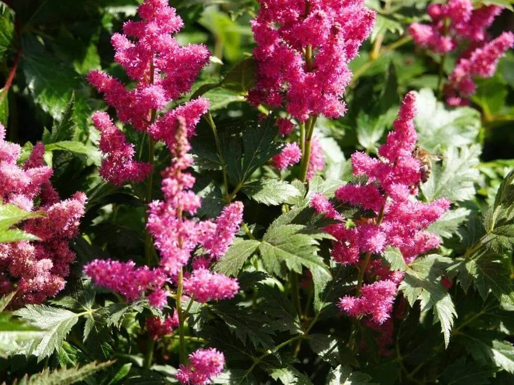 Japán tollbuga (Astilbe japonica): Fajták, Gondozás, Teleltetés és Betegségek