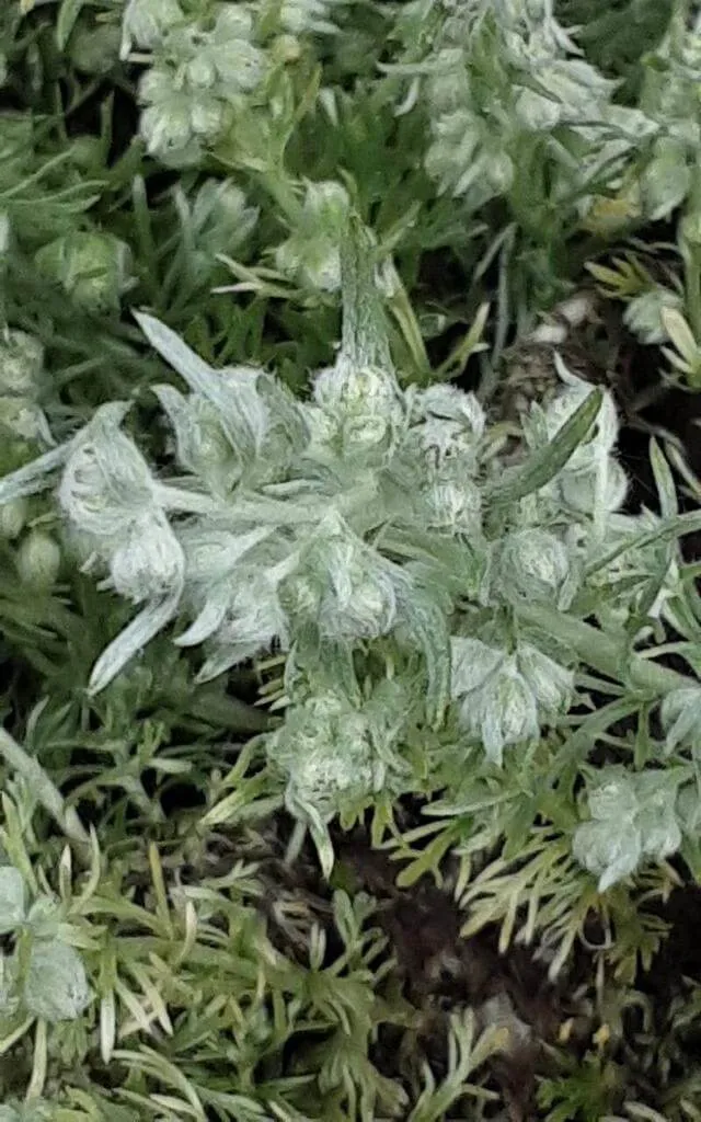 Japán üröm (Artemisia schmidtiana): Fajták, Gondozás és Betegségek