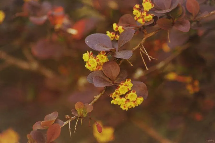 Japán vérborbolya (Berberis thunbergii): Fajtái, Ültetése, Metszése és Betegségei Japán vérborbolya (Berberis thunbergii): Fajtái, Ültetése, Metszése és Betegségei