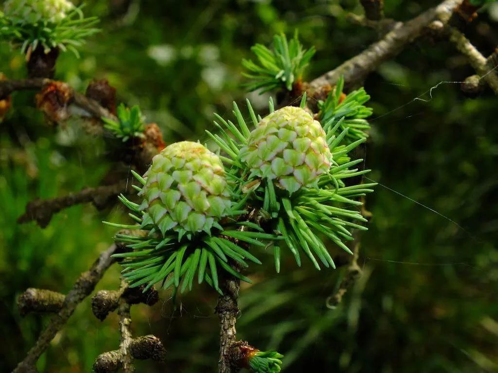 Japán vörösfenyő (Larix kaempferi): fajtái, ültetése, metszése és betegségei
