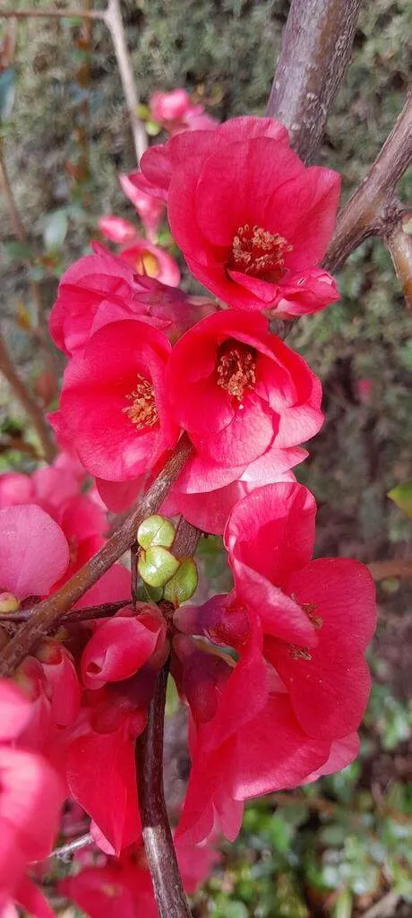 Japánbirs (Chaenomeles japonica): Fajták, Ültetés, Metszés és Betegségek