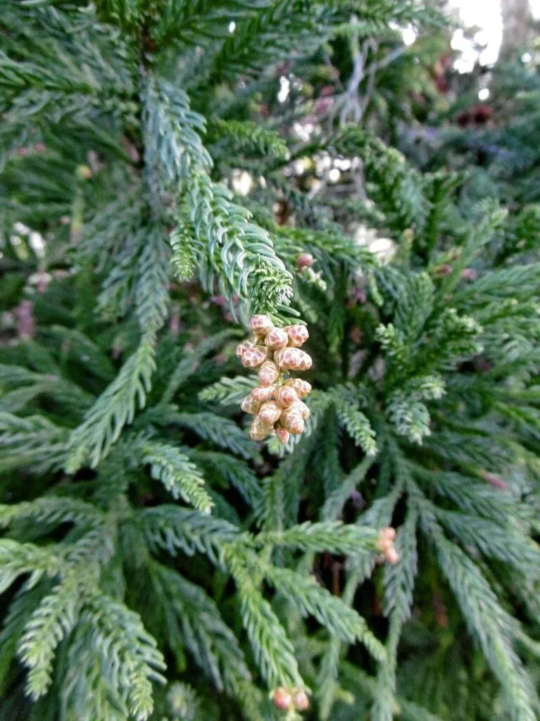 Japánciprus (Cryptomeria japonica): Fajták, Gondozás, Teleltetés és Betegségek Japánciprus (Cryptomeria japonica): Fajták, Gondozás, Teleltetés és Betegségek