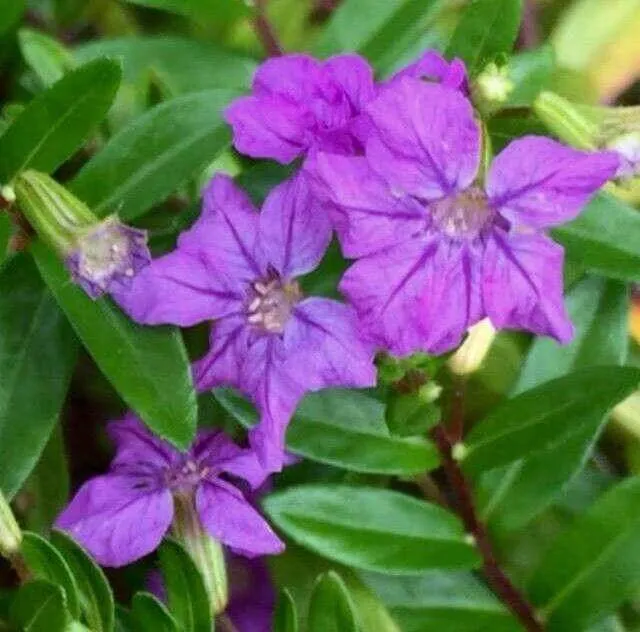 Ismerd meg a Japánmirtuszt (Cuphea hyssopifolia)! Fedezd fel fajtáit (Alba, Purple), gondozási igényeit, öntözési módszereit és teleltetési tippeket. Tudd meg a szaporítás titkait is!