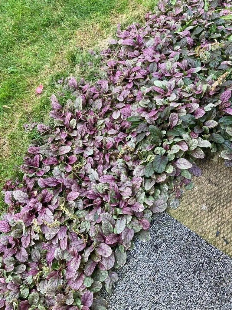 Jávai félbibe (Strobilanthes alternata): Fajták, Gondozás, Ültetés és Betegségek
