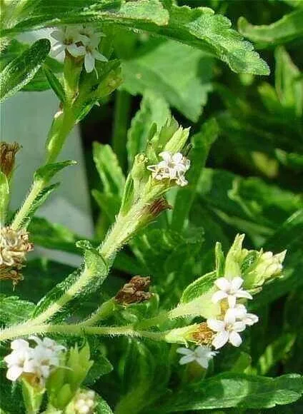 Jázminpakóca (Stevia rebaudiana): Fajtái, Gondozása, Teleltetése és Betegségei Jázminpakóca (Stevia rebaudiana): Fajtái, Gondozása, Teleltetése és Betegségei