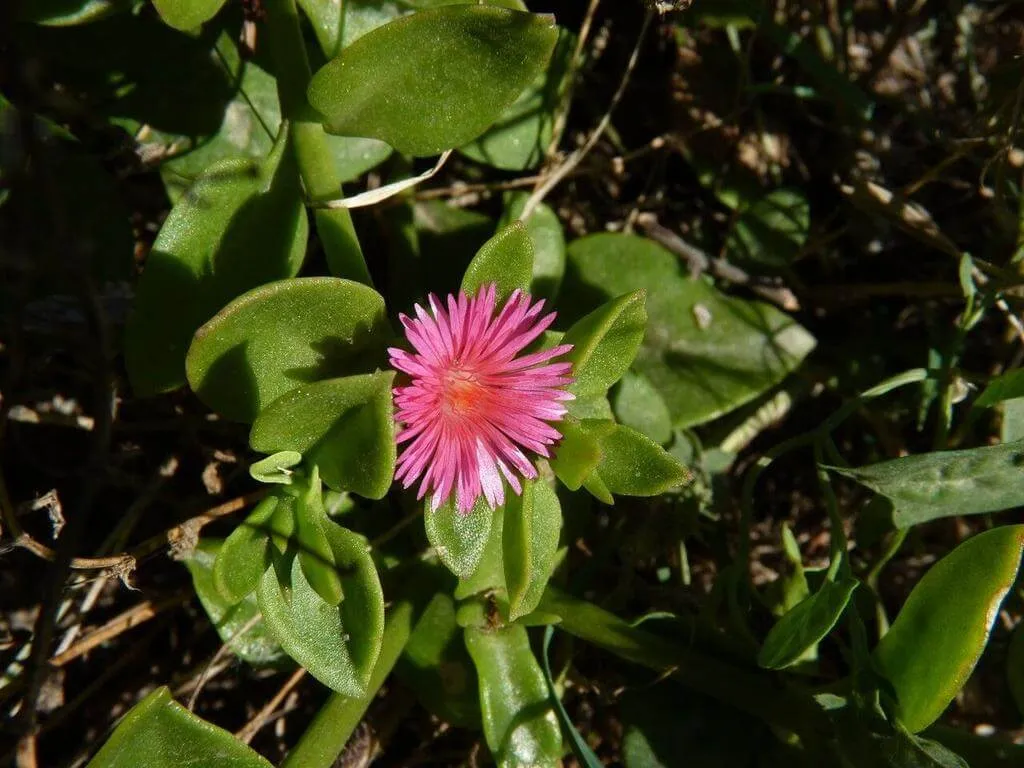 Ismerd meg a Jegecske (Mesembryanthemum cordifolium) fajtáit mint az Ice Plant és az African Ice Plant, valamint gondozását, teleltetését és leggyakoribb betegségeit. Tudd meg hogyan kell öntözni és metszeni!