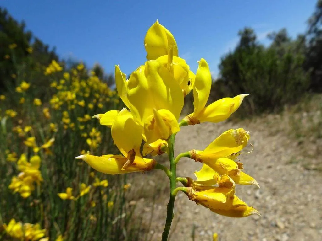 Jenesztert (Spartium junceum) – Fajták, ültetés, metszés és betegségek Jenesztert (Spartium junceum) – Fajták, ültetés, metszés és betegségek