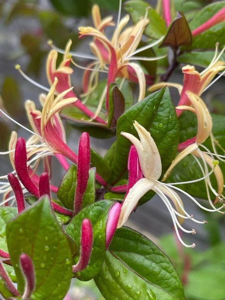 Fedezd fel a Jerikói loncot (Lonicera caprifolium)! Ismerd meg a fajtáit, gondozását, teleltetését és szaporítását. Tudd meg a kártevők elleni védekezést és a gyakori betegségeket!