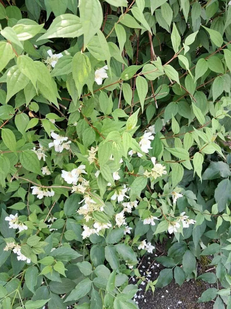 Jezsámen (Philadelphus lewisii) fajtái, gondozása és betegségei Jezsámen (Philadelphus lewisii) fajtái, gondozása és betegségei