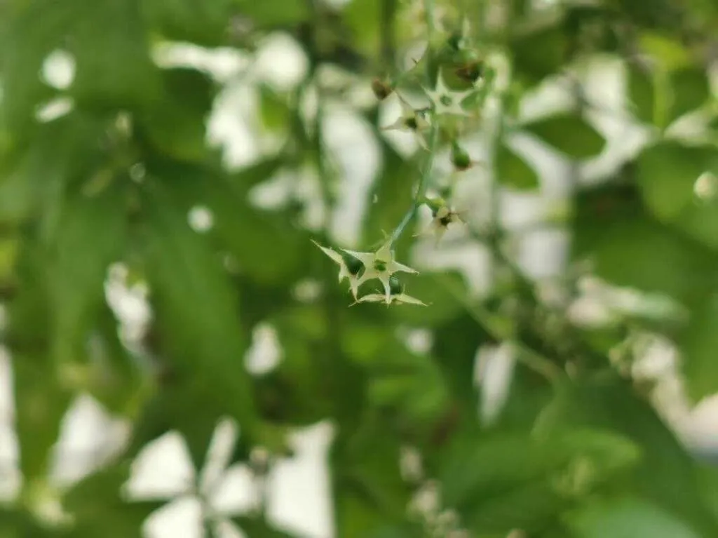 Fedezd fel a Jiaogulan (Gynostemma pentaphyllum) fajtáit, ültetését, metszését és betegségeit Fedezd fel a Jiaogulan (Gynostemma pentaphyllum) fajtáit, ültetését, metszését és betegségeit