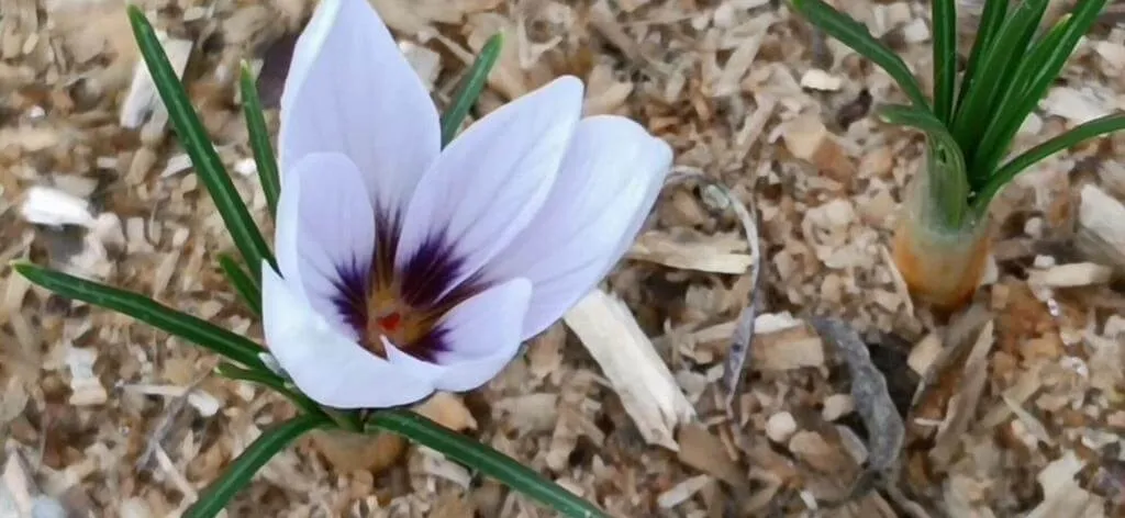 Ismerd meg a Jóféle sáfrány (Crocus sativus) fajtáit, gondozását és teleltetését. Tudd meg a megfelelő öntözési módszereket és talajigényeket!