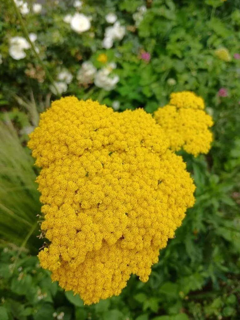 Ismerd meg a Jószagú cickafark (Achillea filipendulina) fajtáit, gondozását és leggyakoribb kártevőit. Tudd meg az ültetés idejét és a talajigényeket!