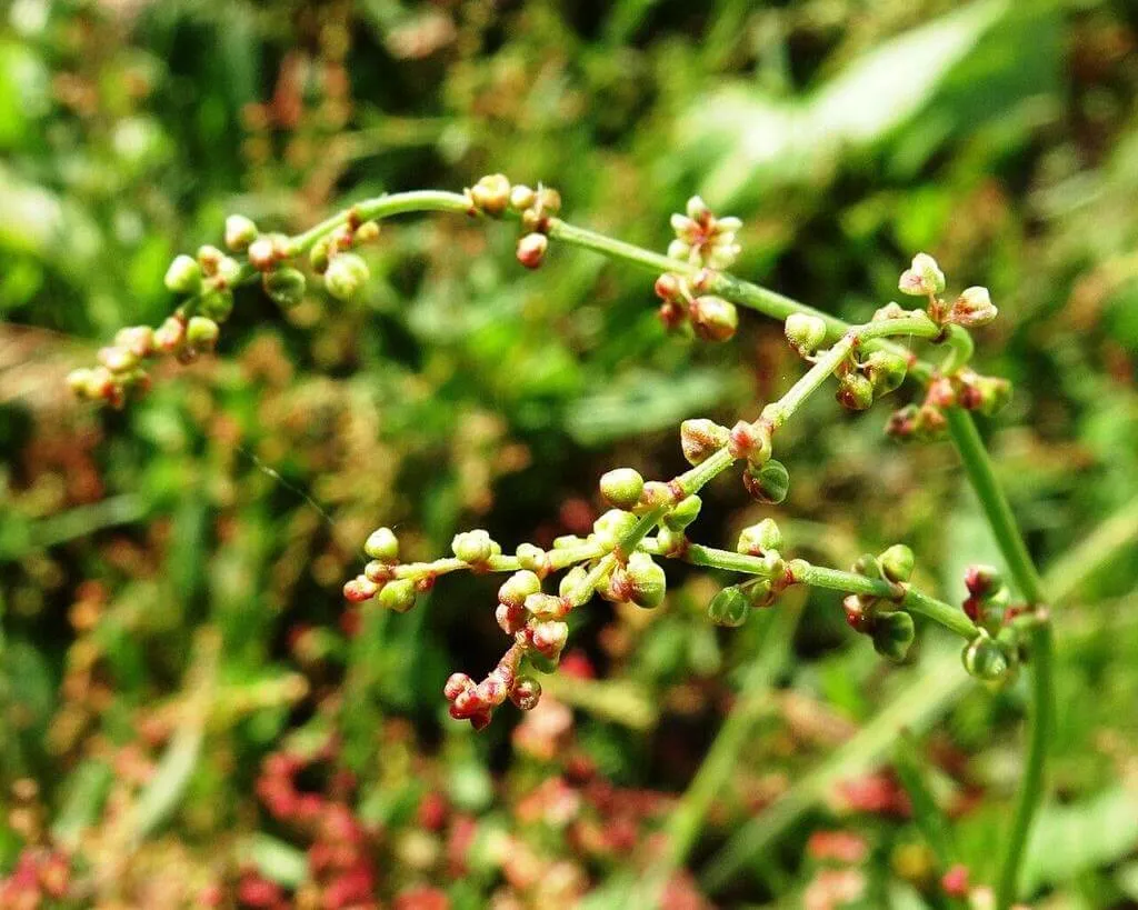 Juhsóska (Rumex acetosella): Fajtái, Ültetése, Metszése és Betegségei
