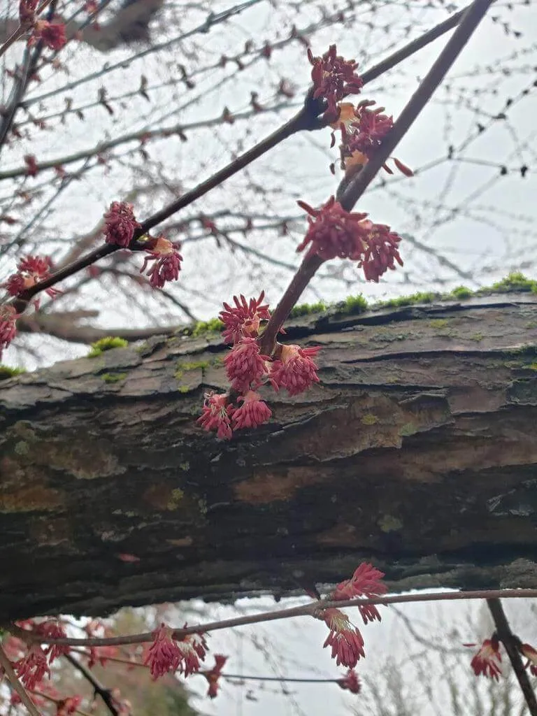 Fedezd fel a Kacsurafát (Cercidiphyllum japonicum) - jellemzők, ültetés és átültetés titkai. Ismerd meg a szaporítás módját és a leggyakoribb betegségeit!