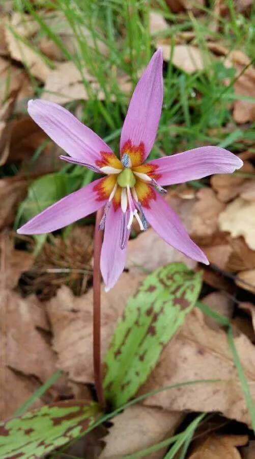 Kakasmandikó (Erythronium dens-canis): Fajták, Ültetés, Metszés és Betegségek Kakasmandikó (Erythronium dens-canis): Fajták, Ültetés, Metszés és Betegségek