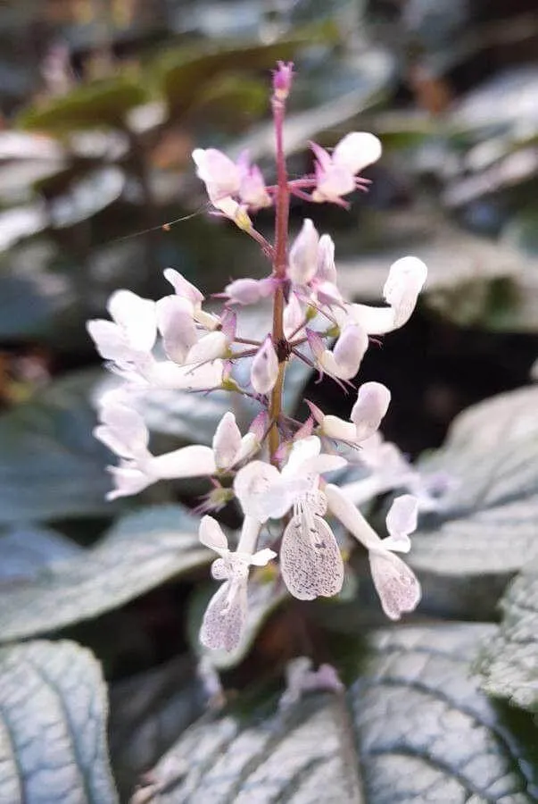 Ismerd meg a Kakassarkantyút (Plectranthus purpuratus)! Fedezd fel fajtáit mint a Mona Lavender és az Aurea, tanuld meg az ültetését, teleltetését, öntözési módszereit. Tudd meg hogyan védekezhetsz kártevők ellen!