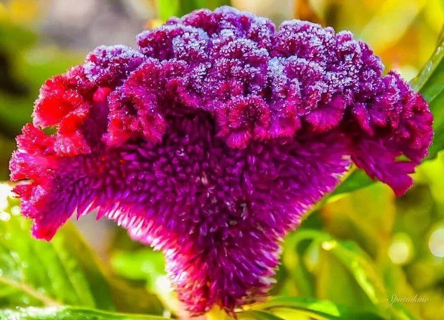 Kakastaréj (Celosia argentea) dekoráció: A szárazvirágok 1-es számú királya
