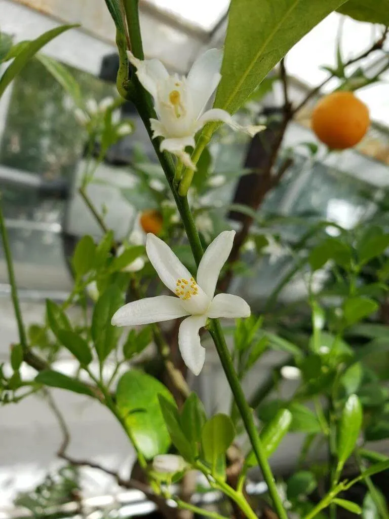 Ismerd meg a Kalamondin (Citrus × microcarpa) fajtáit mint Calamondin és Kalamansi, gondozási tippeket az öntözéshez és teleltetéshez. Tudd meg hogyan kell szaporítani, oltani és védekezni kártevők ellen!