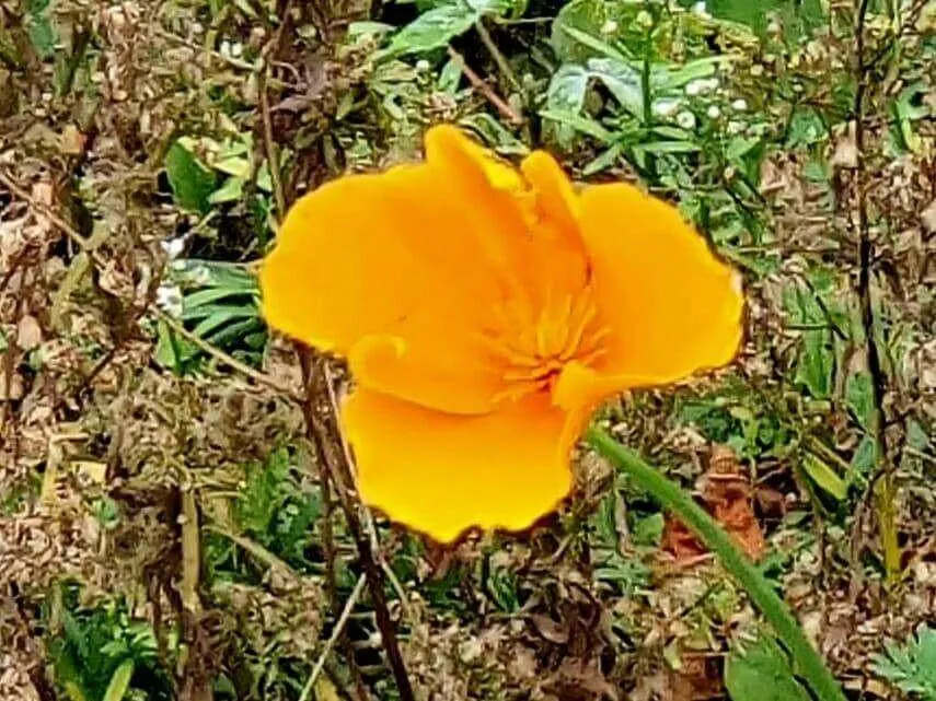 Kaliforniai kakukkmák (Eschscholzia californica): Fajtái, Gondozása, Ültetése és Betegségei Kaliforniai kakukkmák (Eschscholzia californica): Fajtái, Gondozása, Ültetése és Betegségei