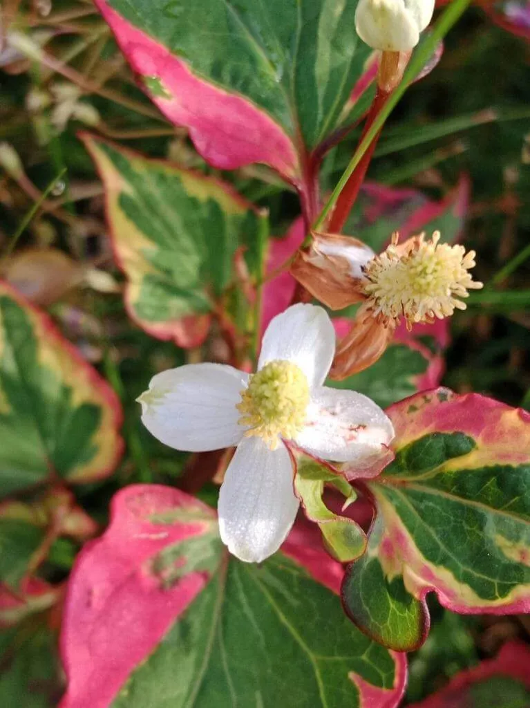 Fedezd fel a Kaméleon virág (Houttuynia cordata) fajtáit, ültetését, metszését és betegségeit! Fedezd fel a Kaméleon virág (Houttuynia cordata) fajtáit, ültetését, metszését és betegségeit!