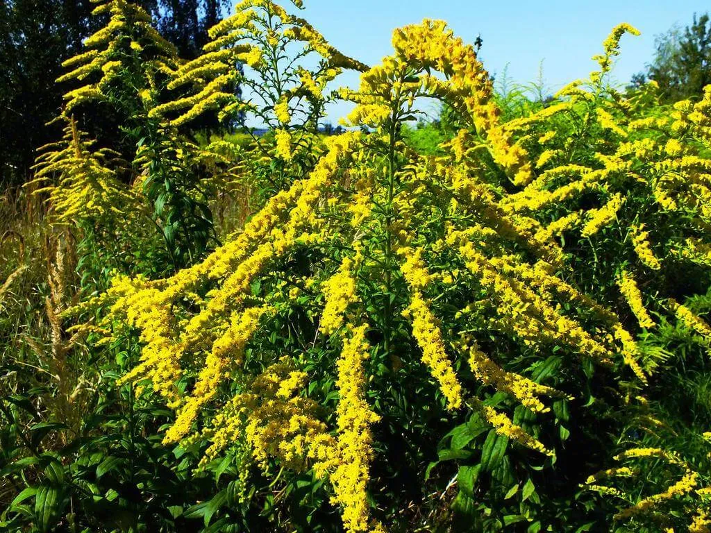 Fedezd fel a Kanadai aranyvessző (Solidago canadensis) fajtáit, gondozását és telelését! Ismerd meg az öntözési módszereket és a gyakori kártevőket.