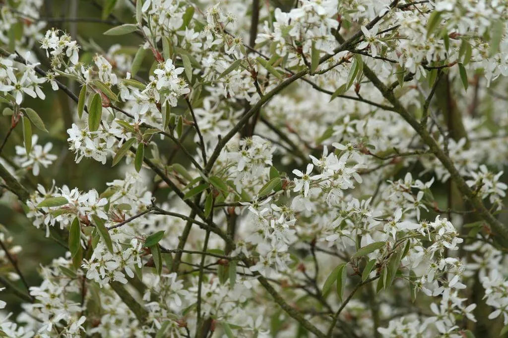 Kanadai fanyarka (Amelanchier canadensis): Gondozás, Ültetés, Metszés és Betegségek