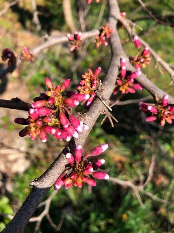 Ismerd meg a Kanadai júdásfát (Cercis canadensis)! Tudd meg a fajtáit, az ültetés és átültetés titkait. Fedezd fel a metszés technikáit és hogyan védekezhetsz a kártevők ellen!