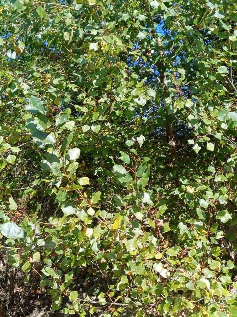 Kanadai nyár (Populus × canadensis): fajtái, ültetése, metszése és betegségei Kanadai nyár (Populus × canadensis): fajtái, ültetése, metszése és betegségei