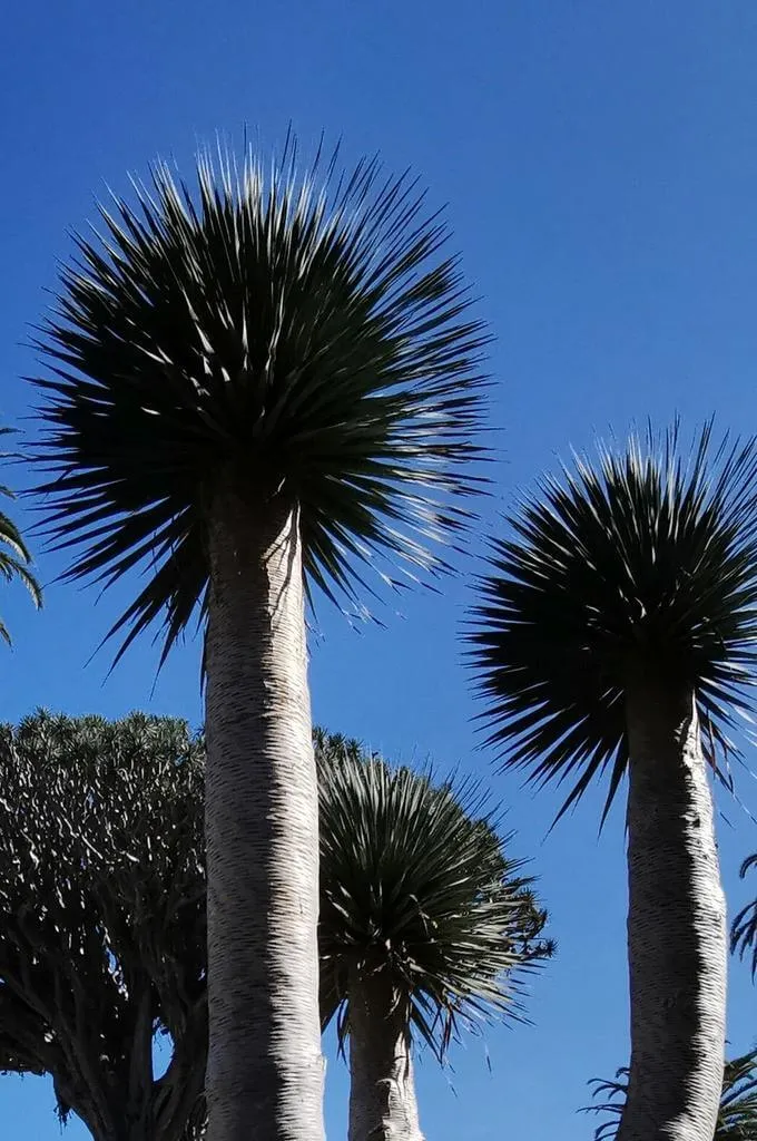 Ismerd meg a Kanári sárkányfát (Dracaena draco) és annak fajtáit! Tudd meg hogyan kell öntözni, teleltetni, szaporítani és védekezni kártevők ellen. Olvasd el a legfontosabb információkat!