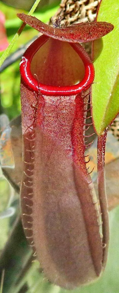 Kancsóka (Aristolochia baetica): Fajtái, Gondozása, Ültetése és Betegségei Kancsóka (Aristolochia baetica): Fajtái, Gondozása, Ültetése és Betegségei