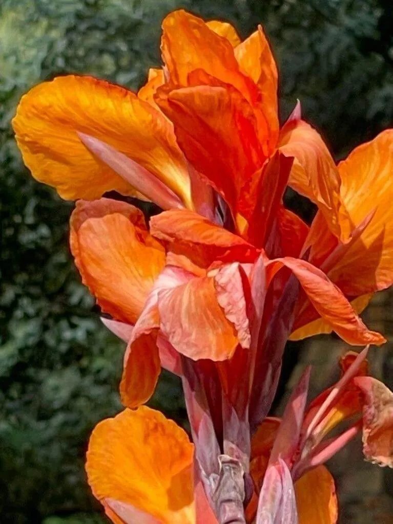 Ismerd meg a Kánna (Canna × hybrida) fajtáit és jellemzőit! Tudd meg hogyan kell gondozni őket, teleltetni télen, valamint védekezni a kártevők ellen!