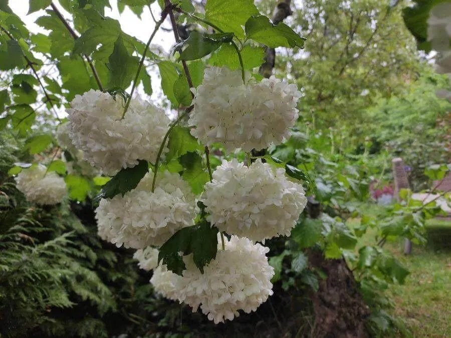 Kányabangita (Viburnum opulus): Fajtái, Ültetése, Metszése és Betegségei