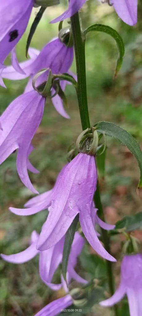 Ismerd meg a Kányaharangvirág (Campanula rapunculoides) fajtáit, gondozását, teleltetését és leggyakoribb betegségeit! Tudd meg hogyan kell helyesen ültetni és metszani ezt a gyönyörű növényt.