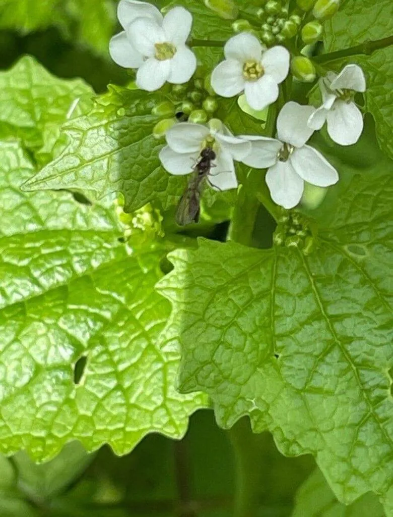 Kányazsombor (Alliaria petiolata): Fajtái, Ültetése, Metszése és Betegségei Kányazsombor (Alliaria petiolata): Fajtái, Ültetése, Metszése és Betegségei
