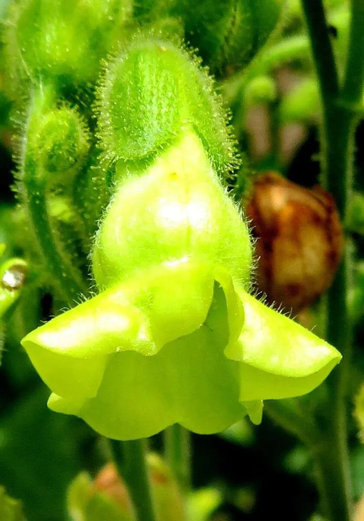 Kapadohány (Nicotiana rustica): Fajták, Gondozás, Ültetés és Betegségek Kapadohány (Nicotiana rustica): Fajták, Gondozás, Ültetés és Betegségek