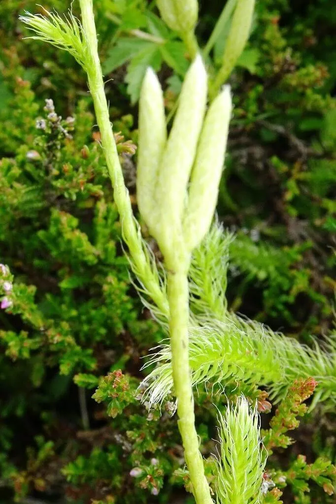 Ismerd meg a Kapcsos korpafű (Lycopodium clavatum) fajtáit, gondozását és teleltetését. Tudd meg hogyan kell öntözni és védekezni a kártevők ellen!