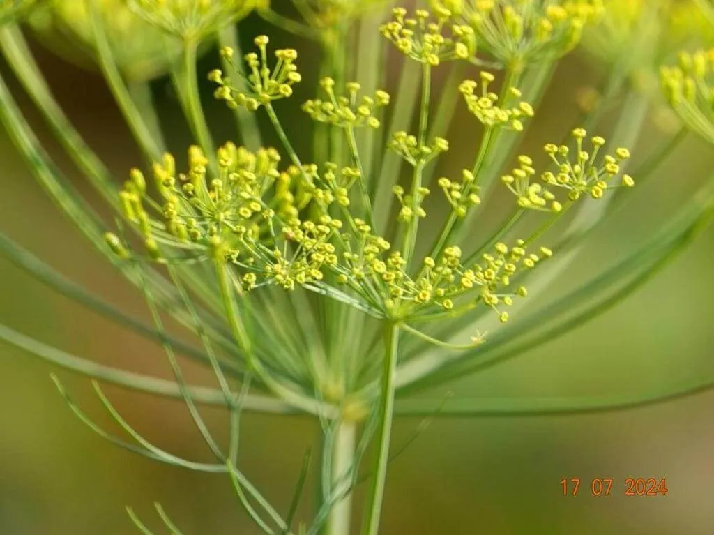 Ismerd meg a Kapor (Anethum graveolens) fajtáit, gondozását és teleltetését! Tudd meg a legjobb öntözési módszereket és védekezést kártevők ellen.