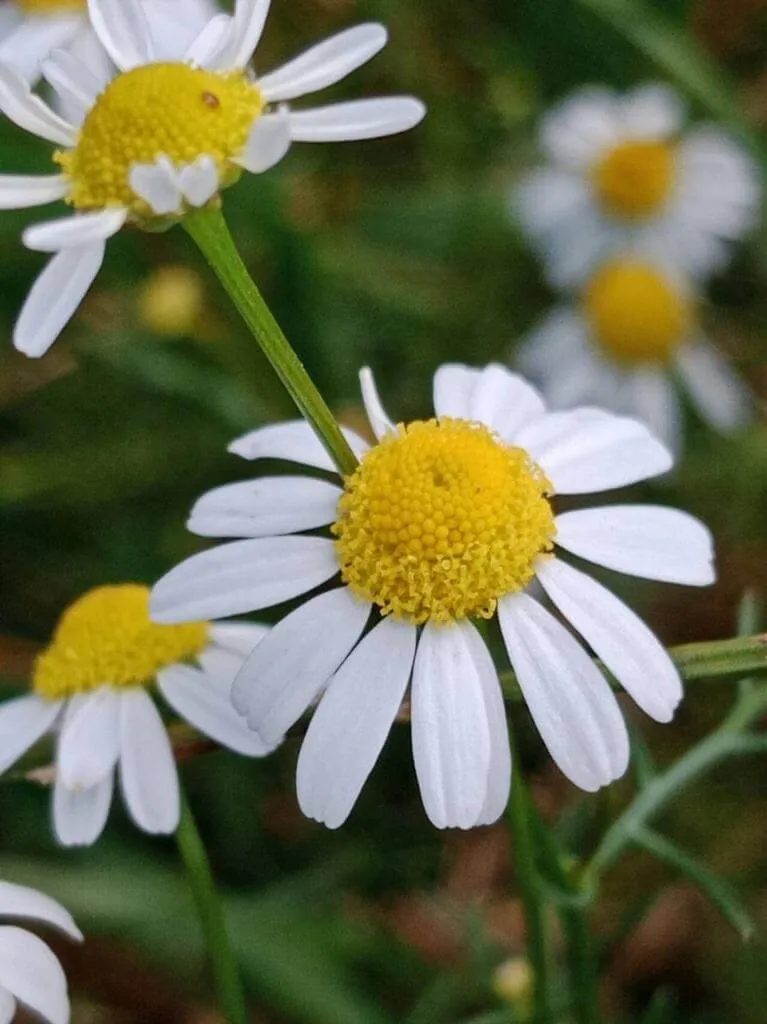 Kaporlevelű ebszékfű (Tripleurospermum inodorum): Gondozás, ültetés, metszés és betegségek