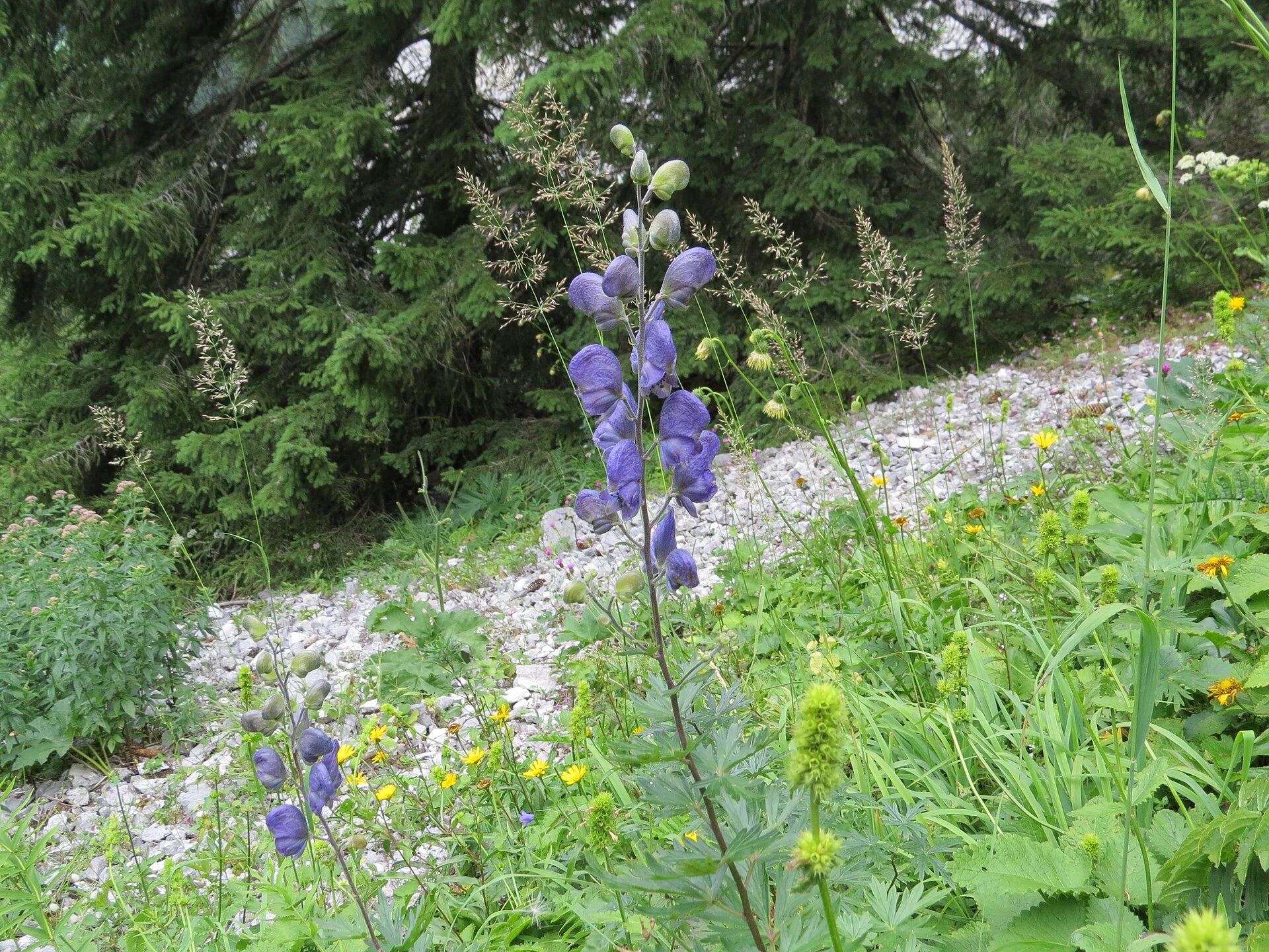 Karcsú sisakvirág (Aconitum variegatum): Fajtái, Gondozása, Ültetése és Betegségei Karcsú sisakvirág (Aconitum variegatum): Fajtái, Gondozása, Ültetése és Betegségei