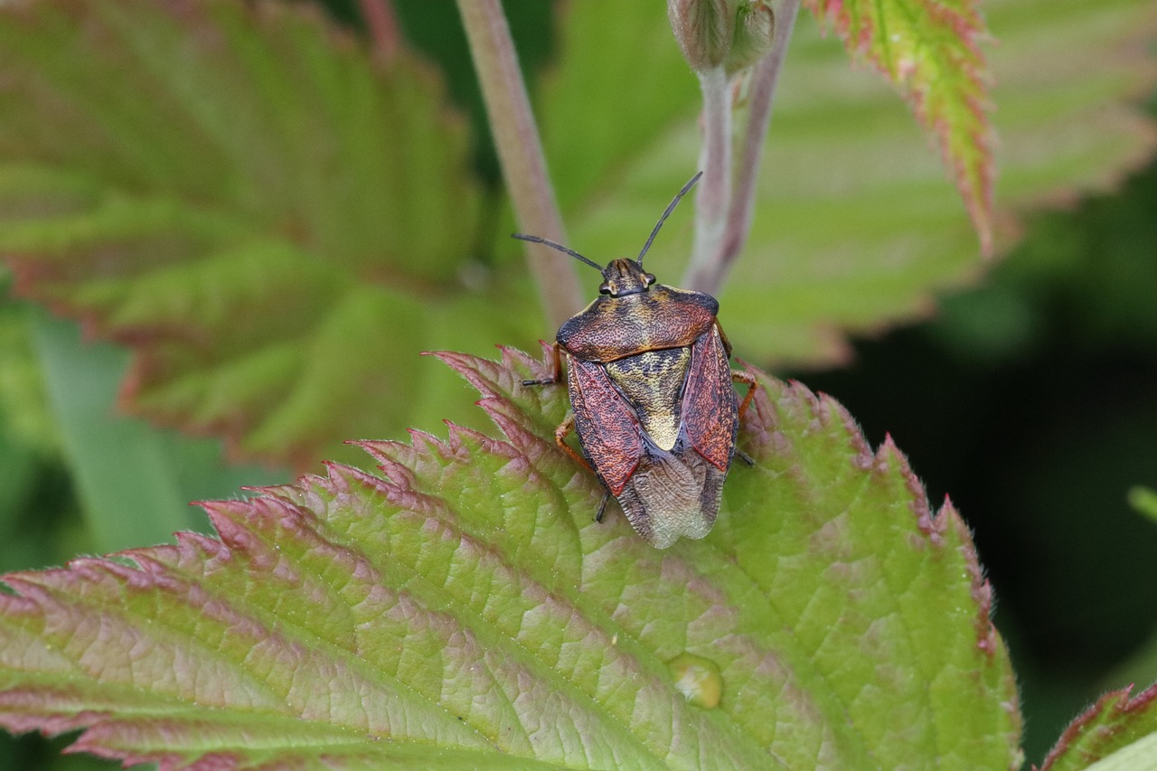 5 alattomos kártevő tönkreteheti a kerted – Ne hagyd, hogy meglepjenek!