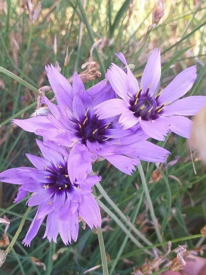 Kék zörgővirág (Catananche caerulea): Fajtái, Ültetése, Metszése és Betegségei