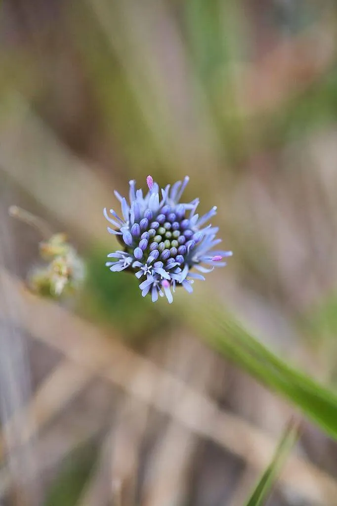 Kékcsillag (Jasione montana): Fajták, Ültetés, Metszés és Betegségek