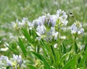 Kékhere (Trigonella caerulea): Fajták, Gondozás, Ültetés és Betegségek Kékhere (Trigonella caerulea): Fajták, Gondozás, Ültetés és Betegségek