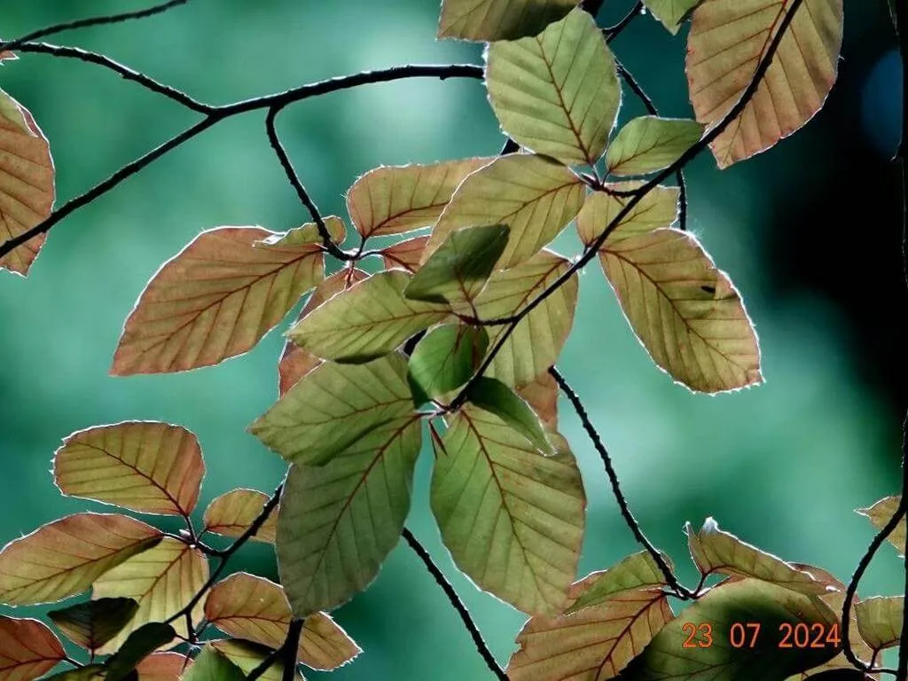 Keleti bükk (Fagus orientalis): fajtái, ültetése, metszése és betegségei