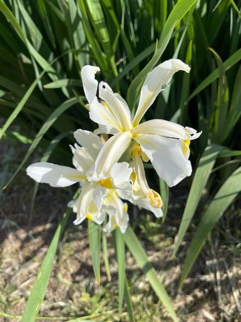 Keleti nőszirom (Iris orientalis): Fajták, Gondozás, Ültetés és Betegségek