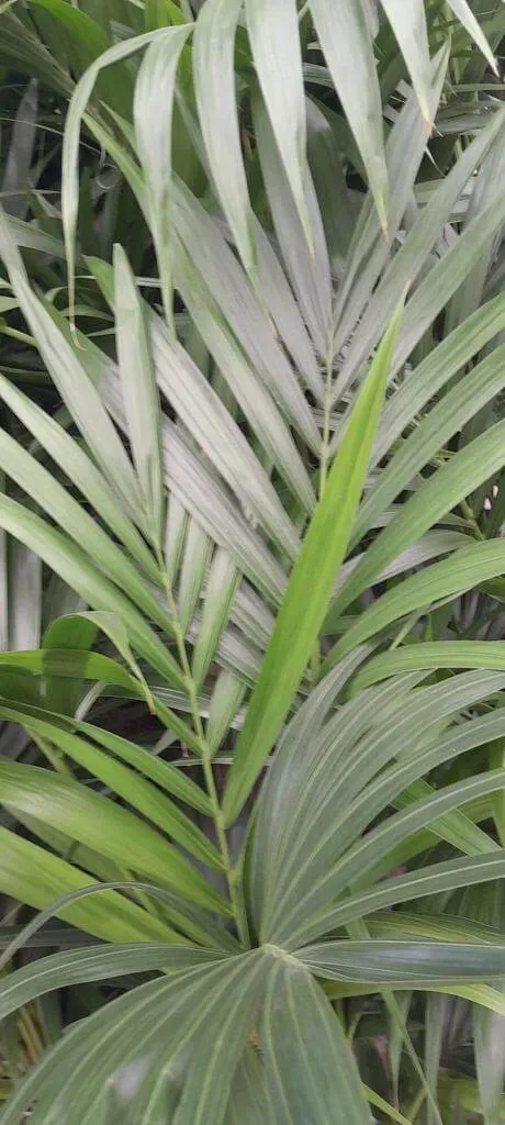 Kencia pálma (Howea forsteriana): Fajták, Gondozás, Ültetés és Betegségek Kencia pálma (Howea forsteriana): Fajták, Gondozás, Ültetés és Betegségek