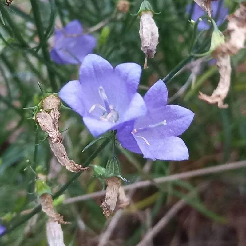 Ismerd meg a Kereklevelű harangvirág (Campanula rotundifolia) fajtáit, gondozását és teleltetését! Tudd meg az öntözési módszereket, talajtakarási eljárásokat és a leggyakoribb kártevőket.