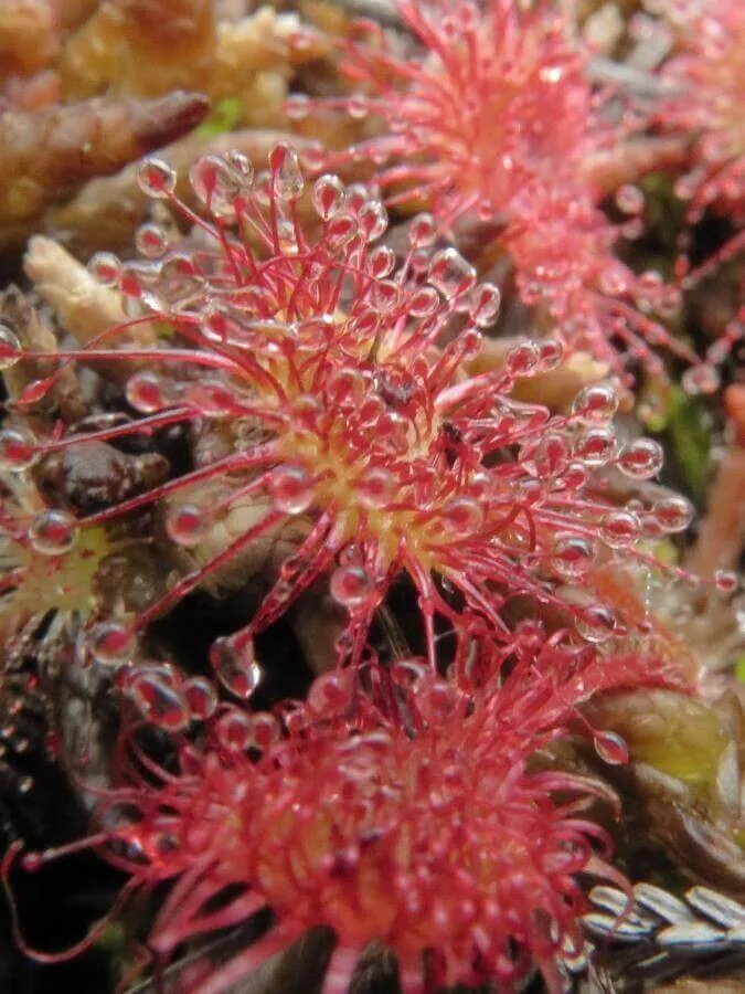 Ismerd meg a Kereklevelű harmatfű (Drosera rotundifolia) fajtáit, gondozását és vízigényét! Tudd meg hogyan kell teleltetni és szaporítani ezt a különleges növényt.